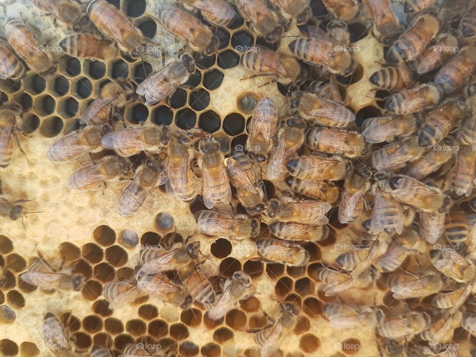 Honey Bee Brood Frame