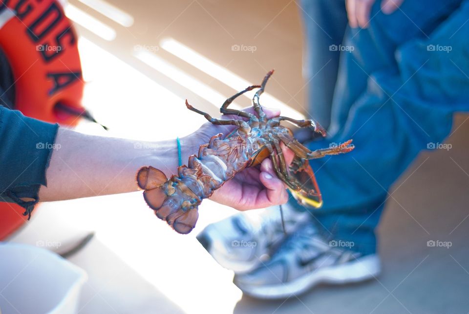 Maine Lobster Being Shown on Boat 