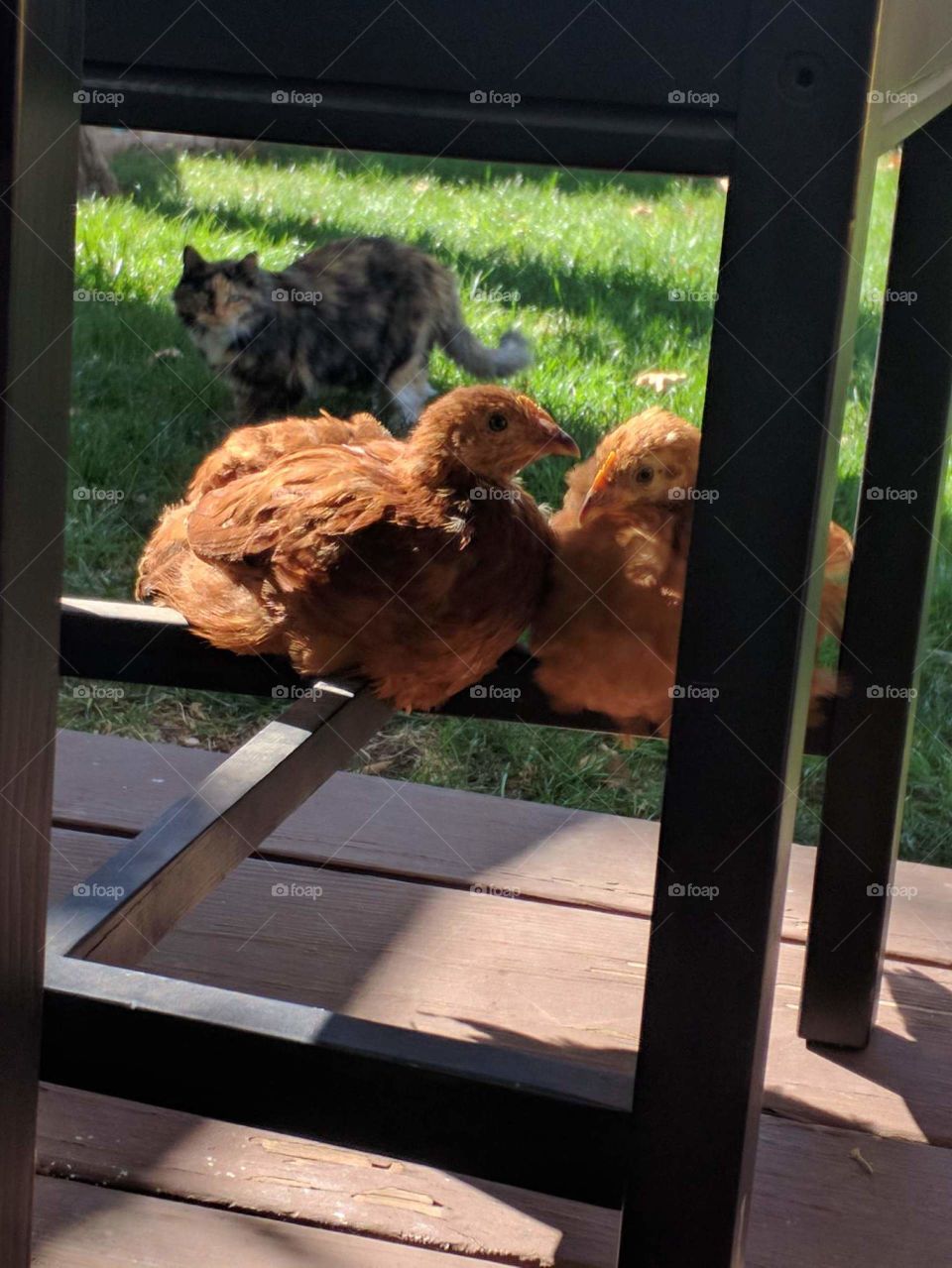 Backyard shenanigans 