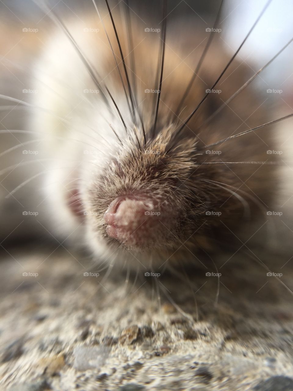 Macro mouse nose and whiskers