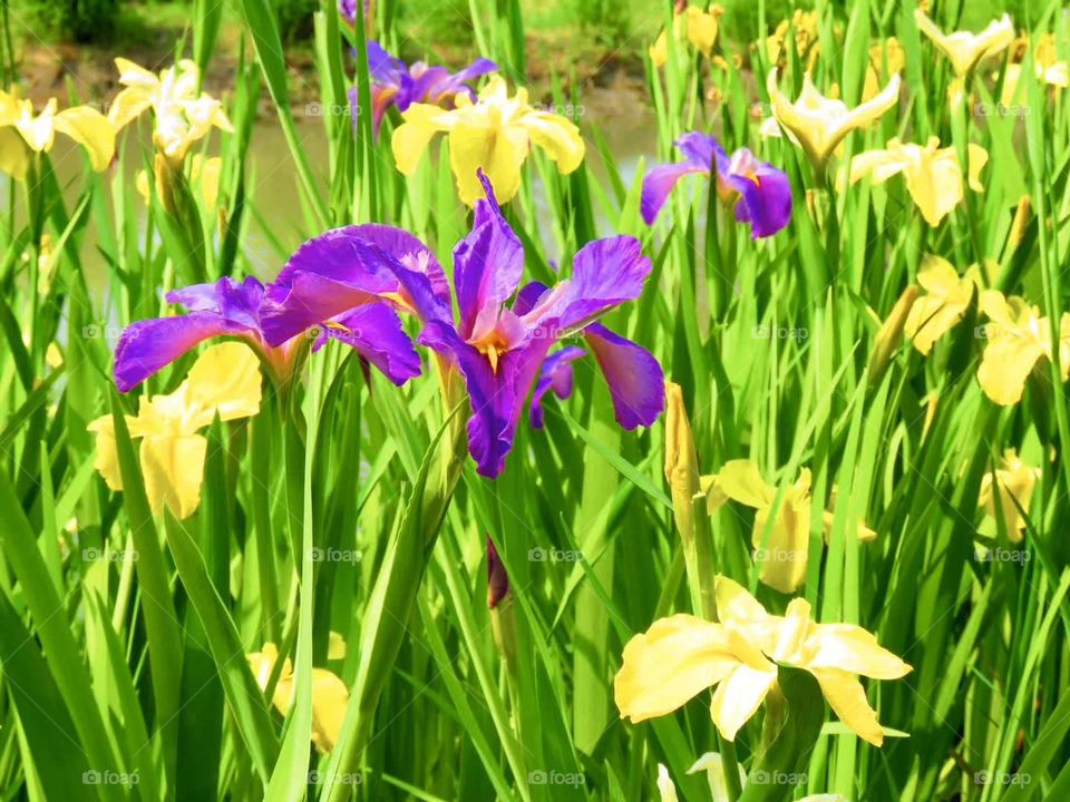 yellow, purpleanf green