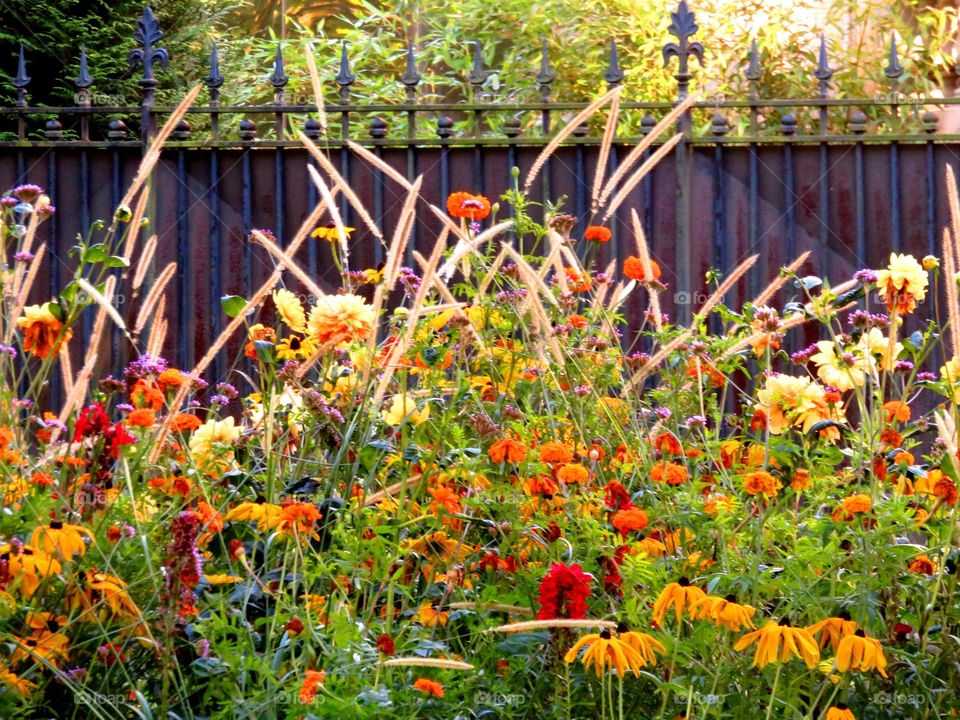 colourful flowers