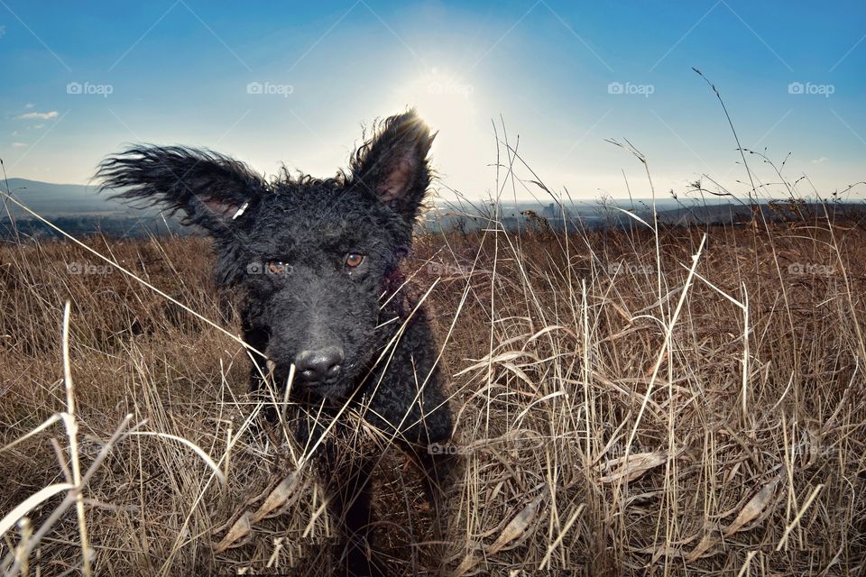 one of the oldest breeds, best known for his long, corded coat resembling dreadlocks - the pulin. a hardworking herding dog and family companion. 