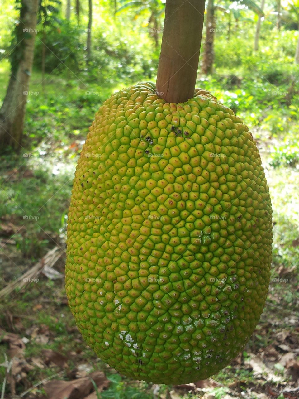 breadfruit (artocarpus communis)