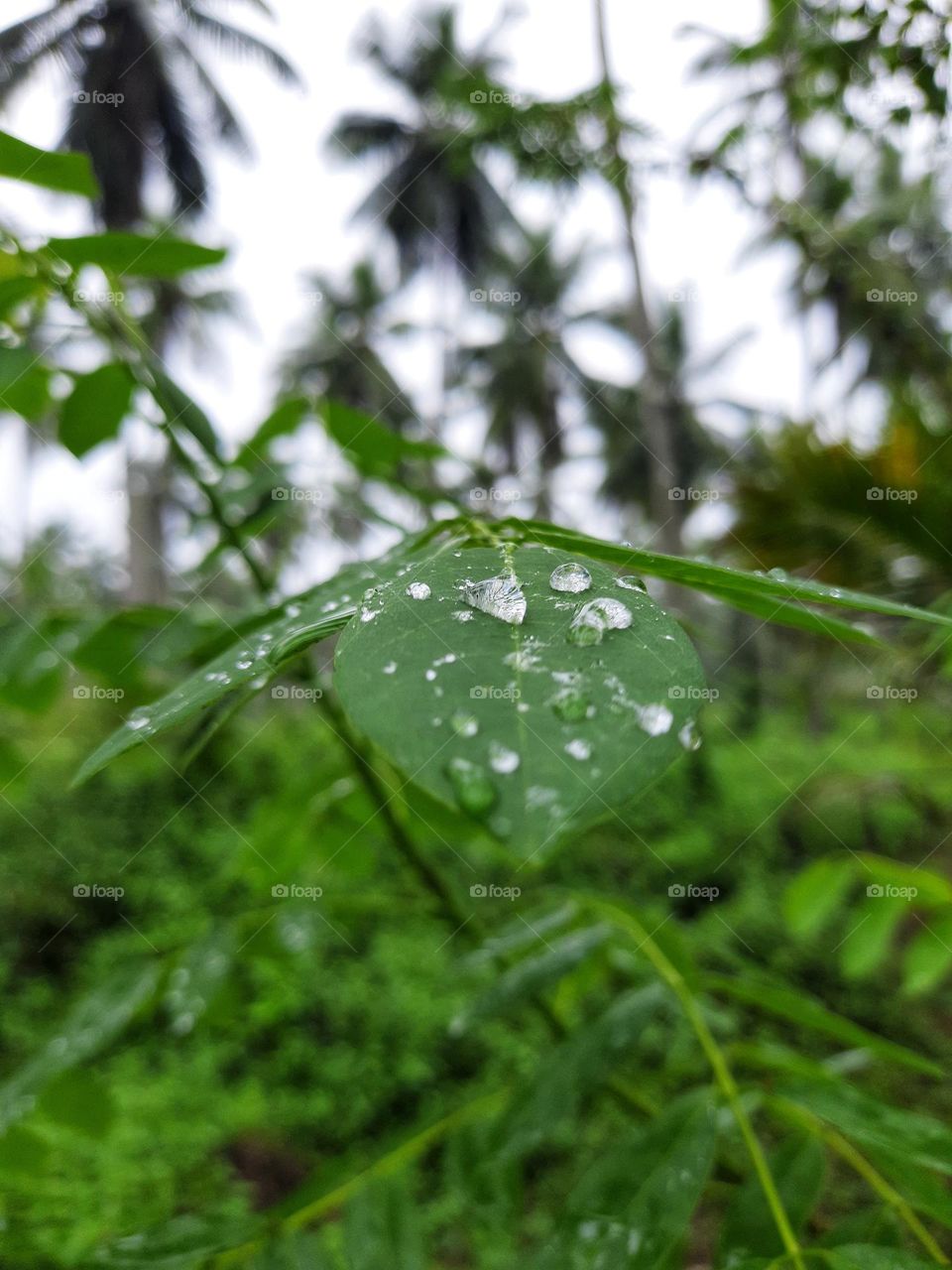 This photo taken on a rainy day shows raindrops falling on a leaf of a tree