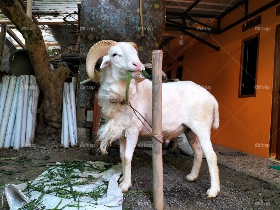 image of a white goat eating grass