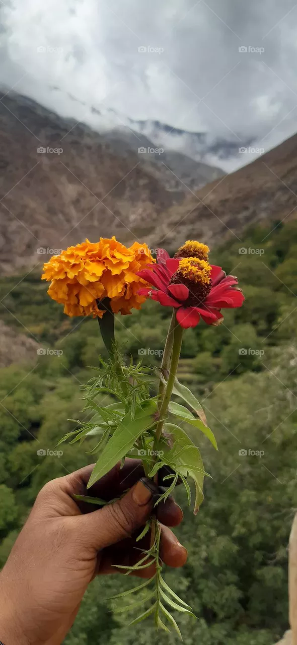 flowers