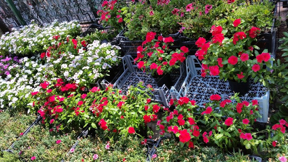 flowers in a flower shop. speing flowers started to show up in stores. They have beautiful colors