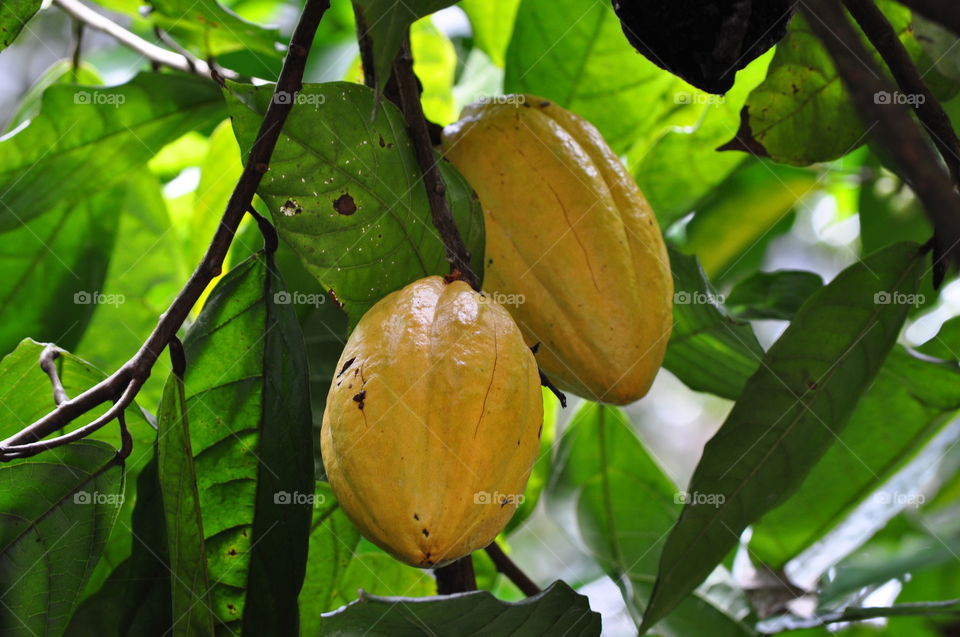 yellow cacao tree