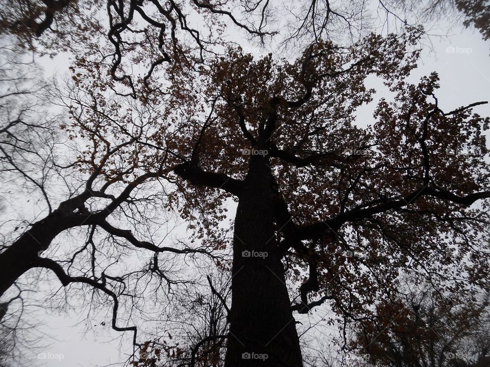 Parc de Mariemont , la Louvière