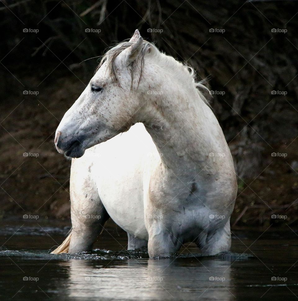 Wild Horse in the River
