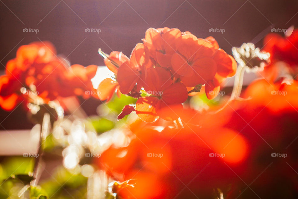 flowers in sunset