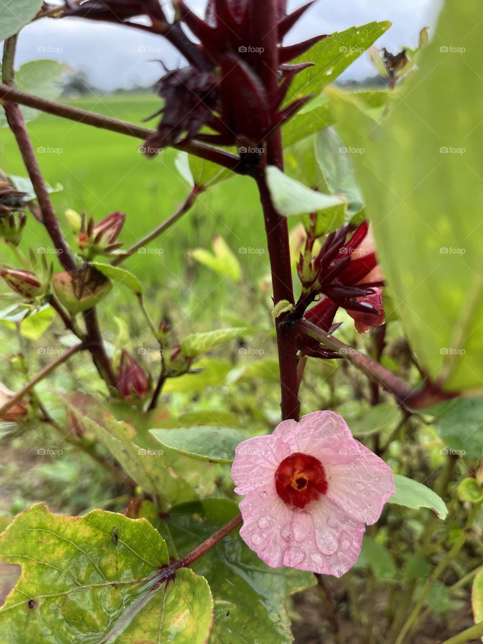 Photo of the Year : Plants , @ Upcountry.