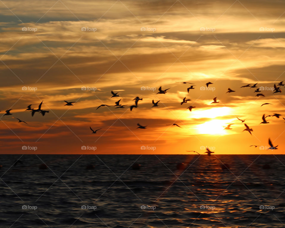 Gulls flying across orange sunset