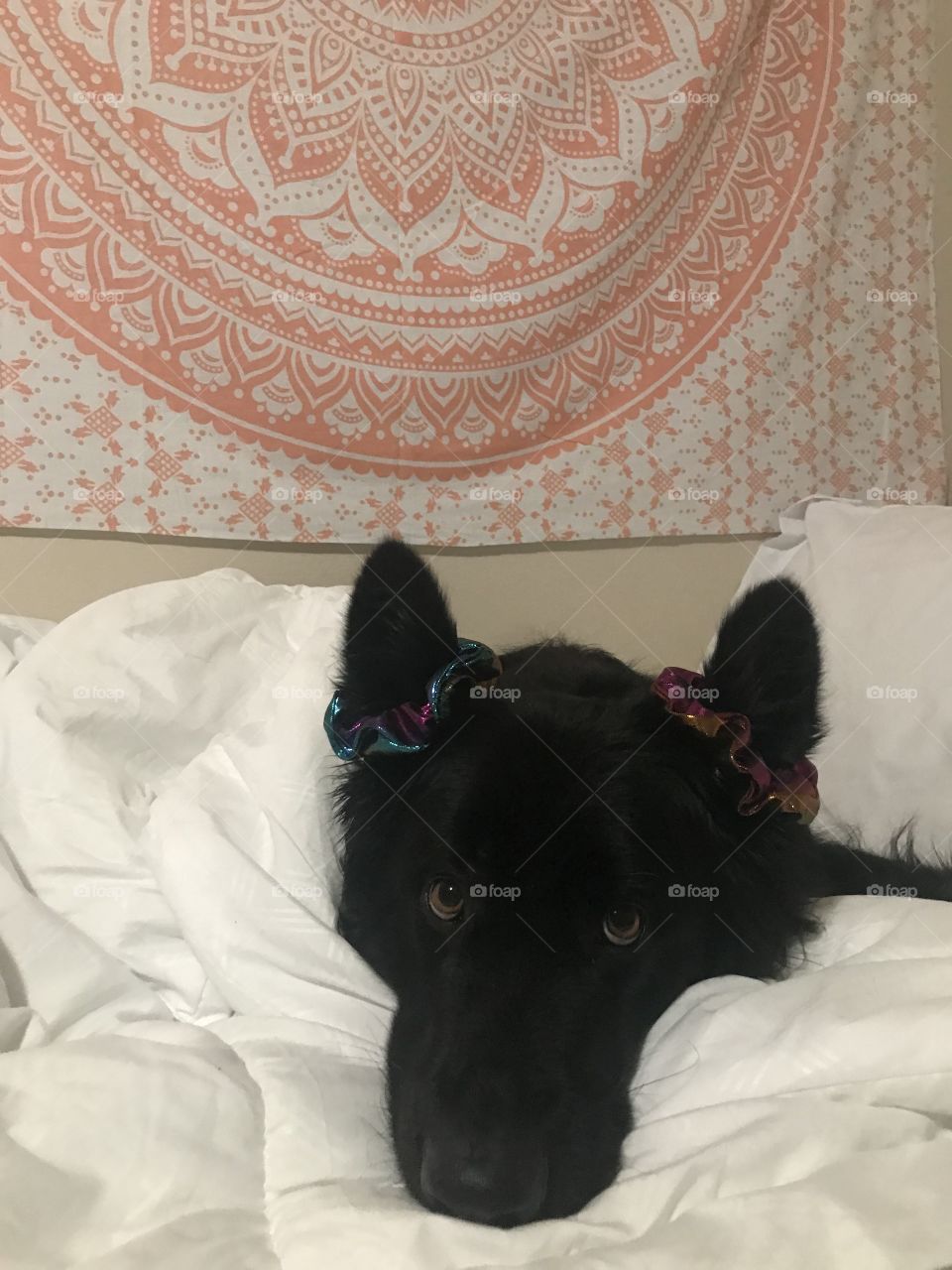 Super cute photo of a dog laying in the bed with a tapestry background 