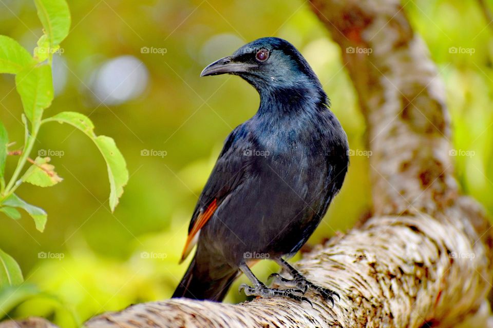 Little black bird in the tree