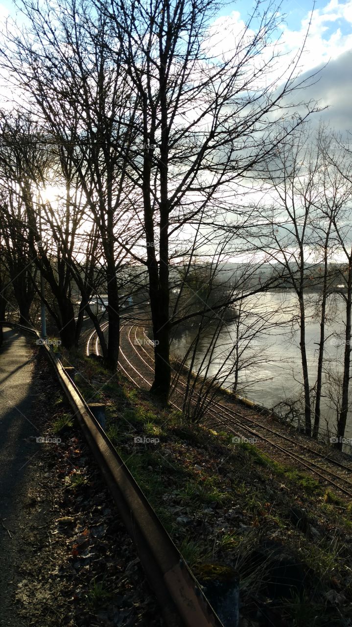 Tree, Wood, Guidance, No Person, Road