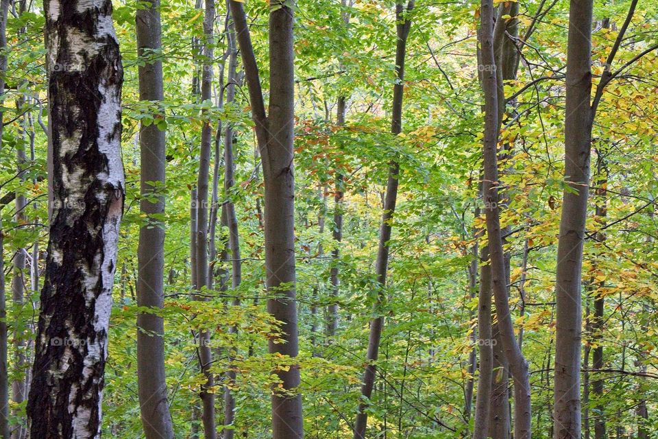 sun rays in the forest