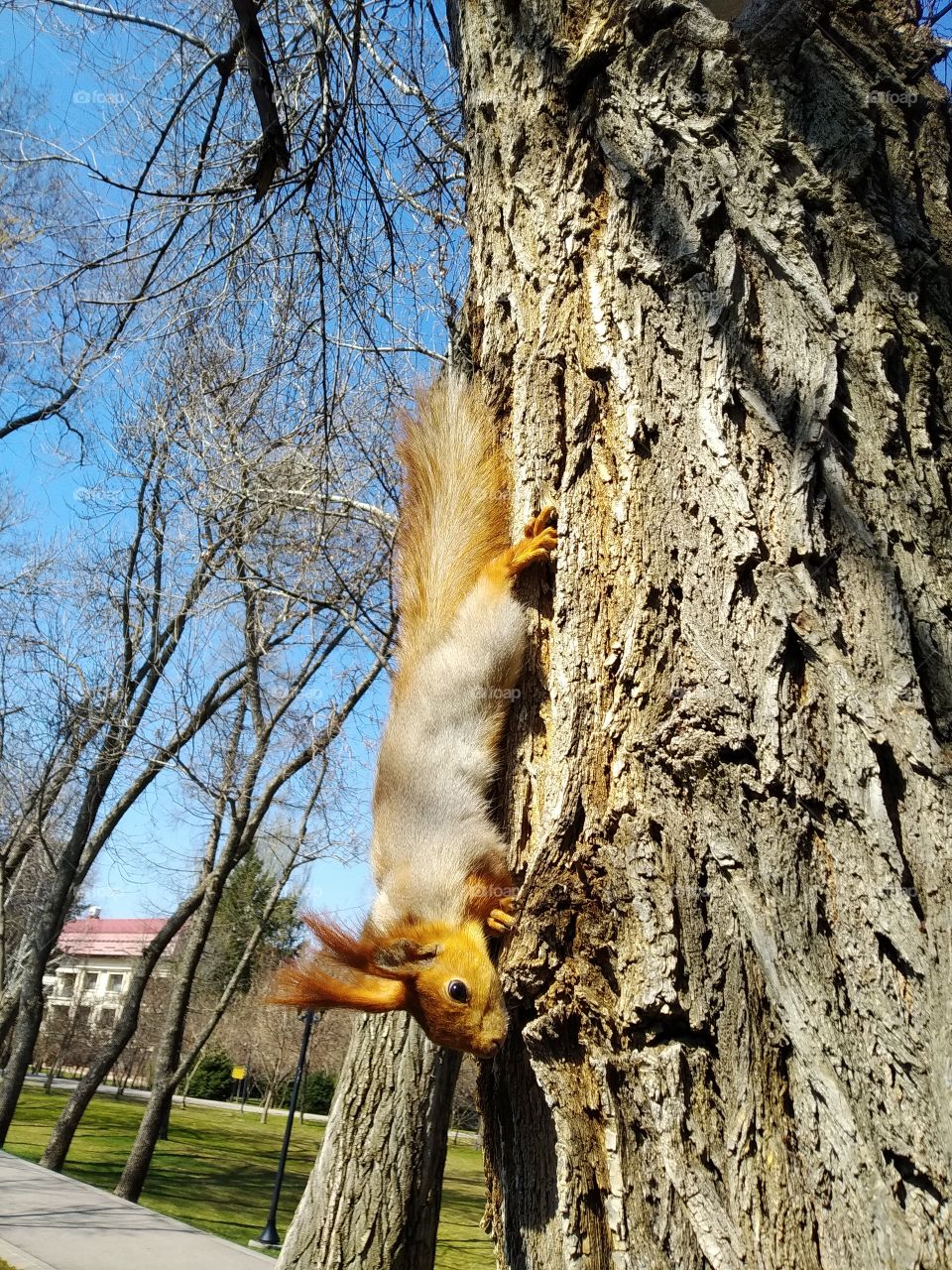 Squirrel