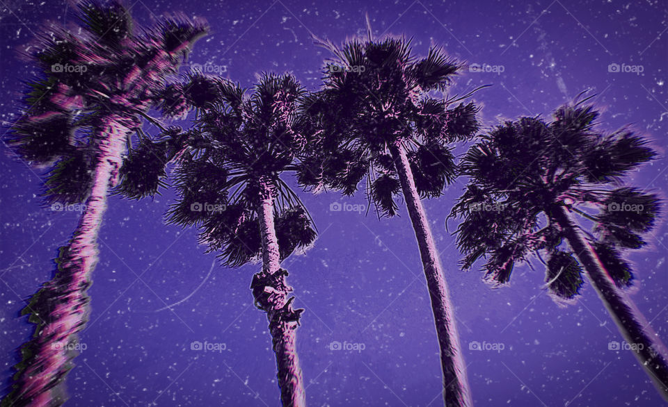 Palm Paradise Collection