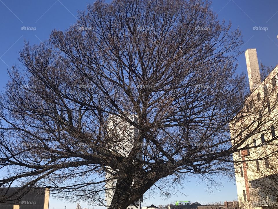 May those who are still with us keep the memory alive of that fateful day in April. The survivor tree at the Oklahoma City National Memorial helps to pay tribute to those who survived the tragic bomb attack in 1995.