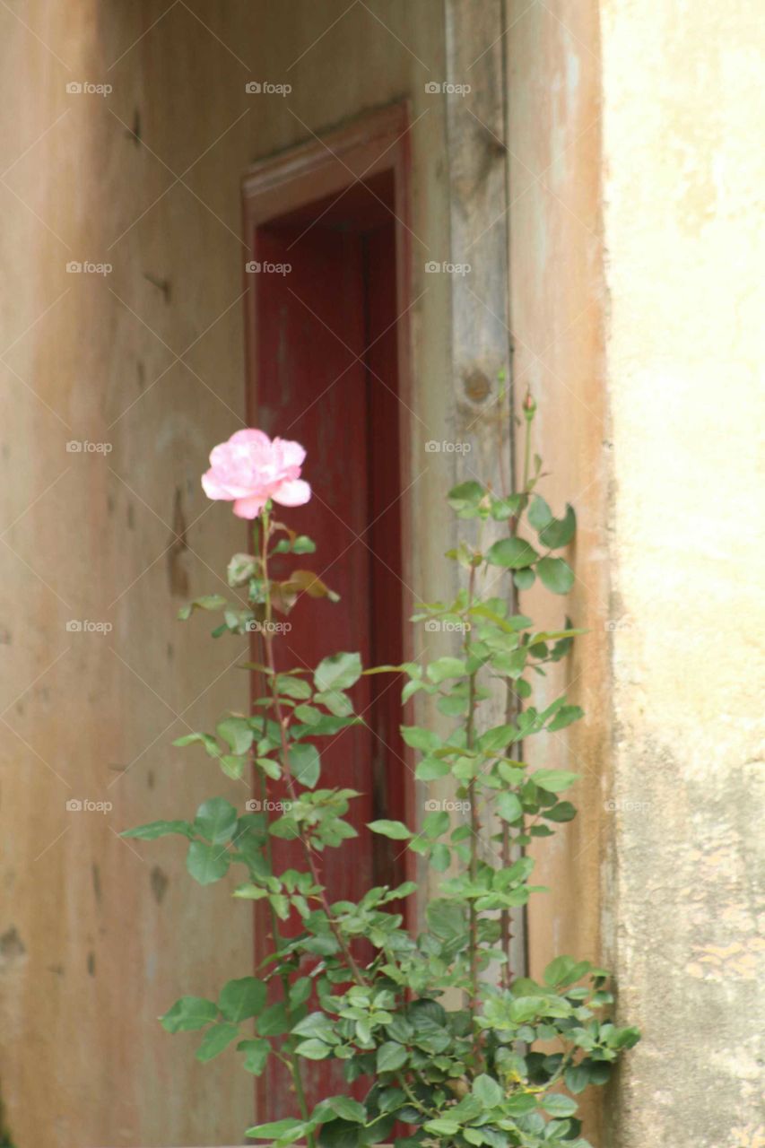 Flower and door