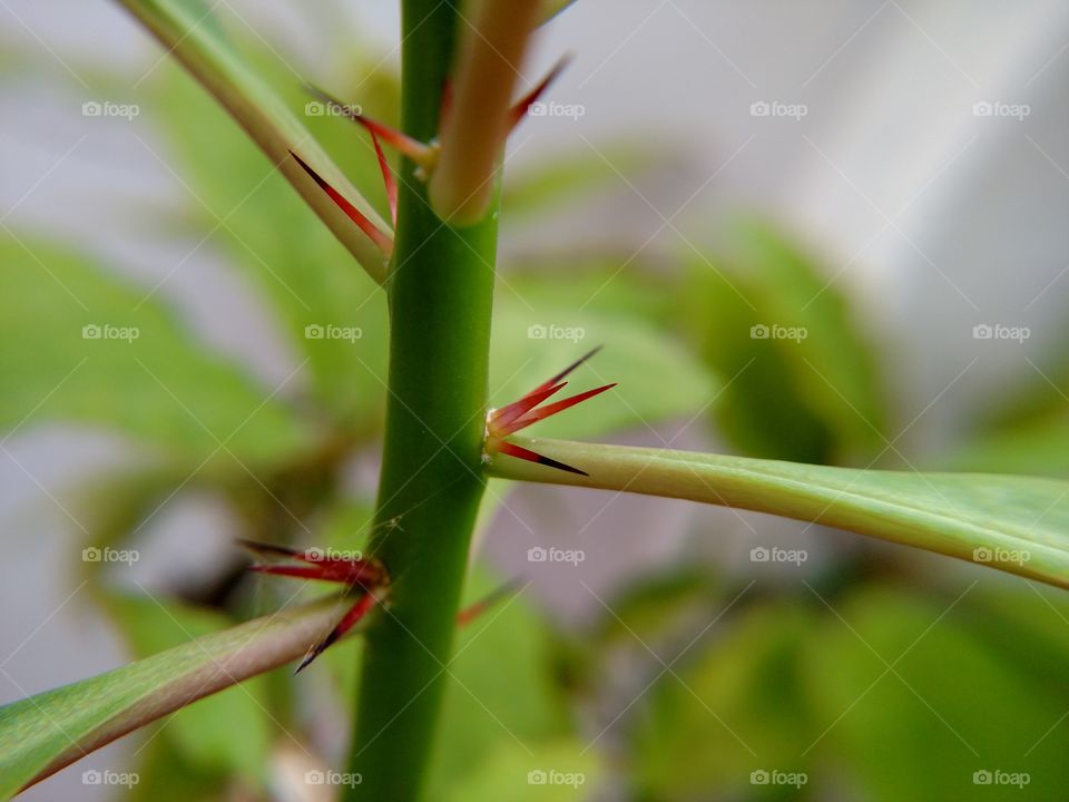 VERY SHARP THORN