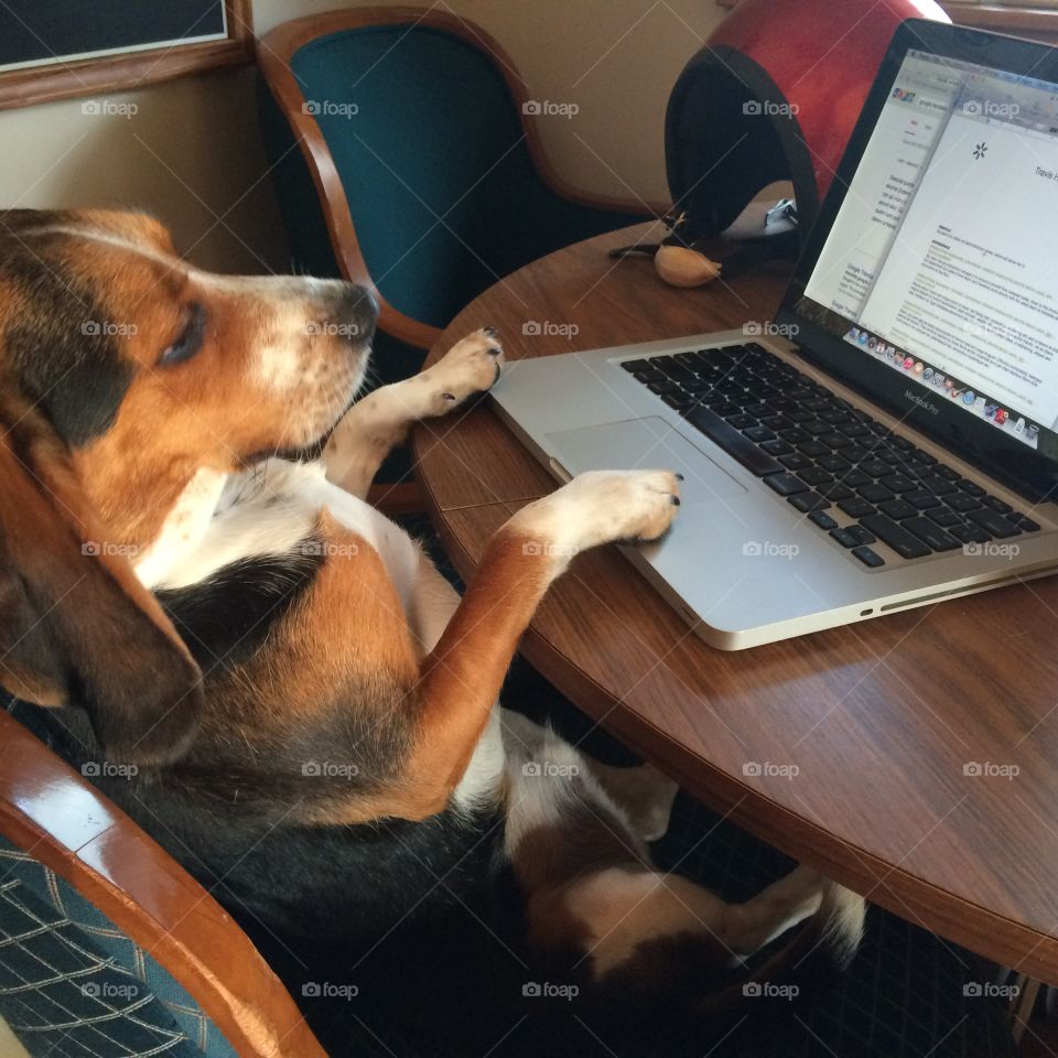 The working dog. Beagle helping me get some work done at home.
