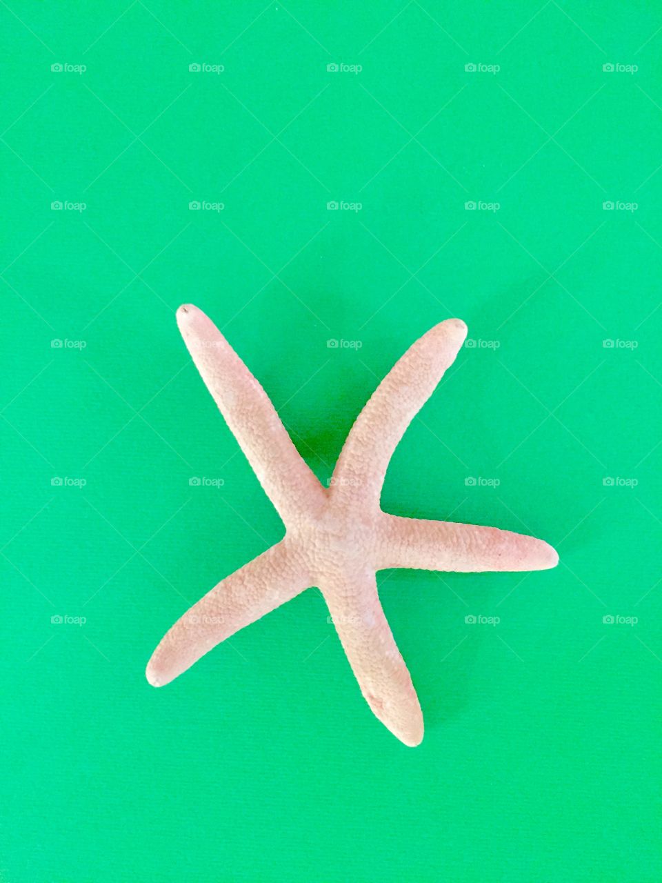 starfish on a green background