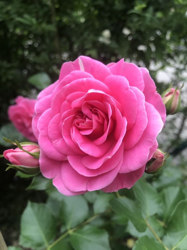 Pink roses