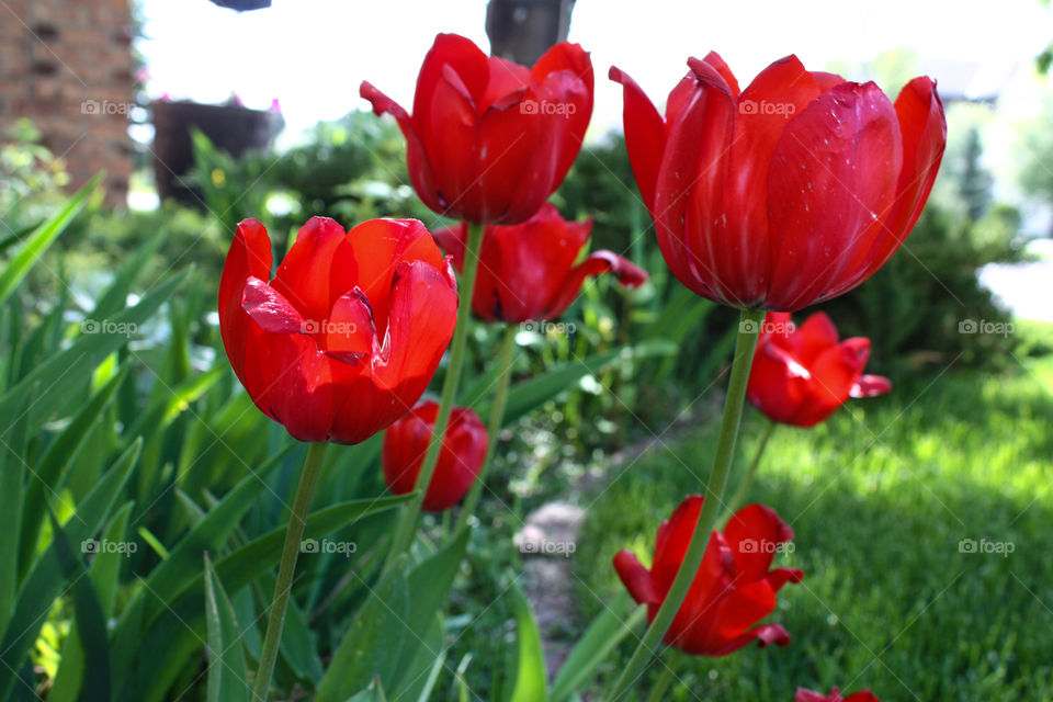 Red tulips