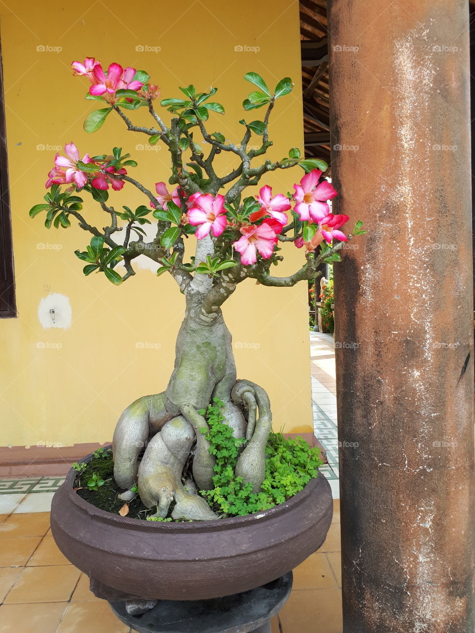 Bonsai