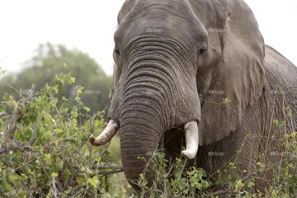 A close up shot of a wild elephant 