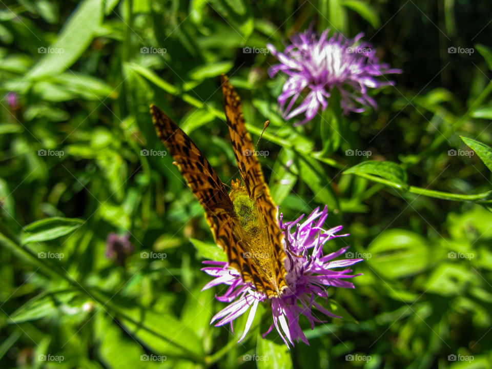 Close-up of butterfly on flower