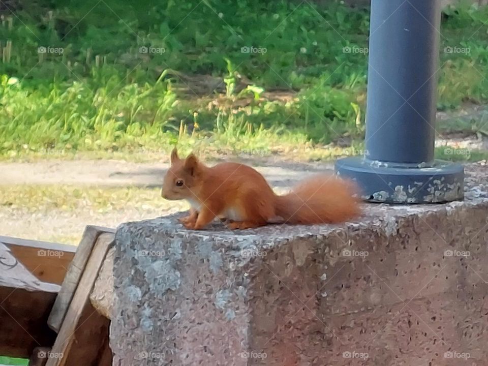 Squirrel2