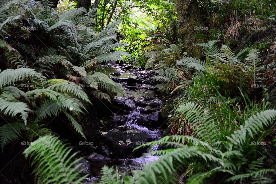 Stream in forest