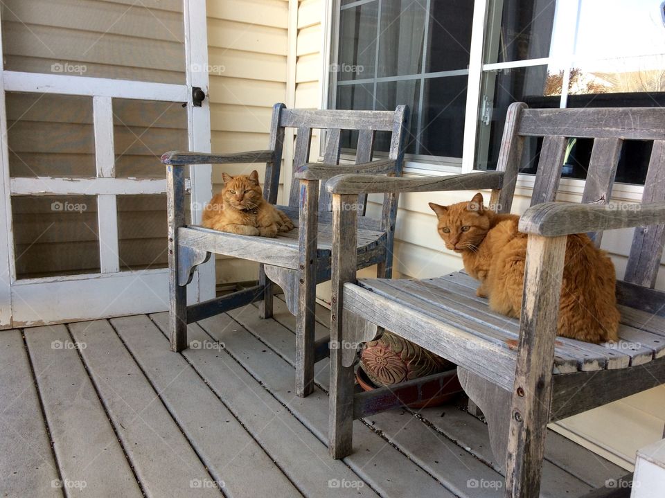 Porch cats