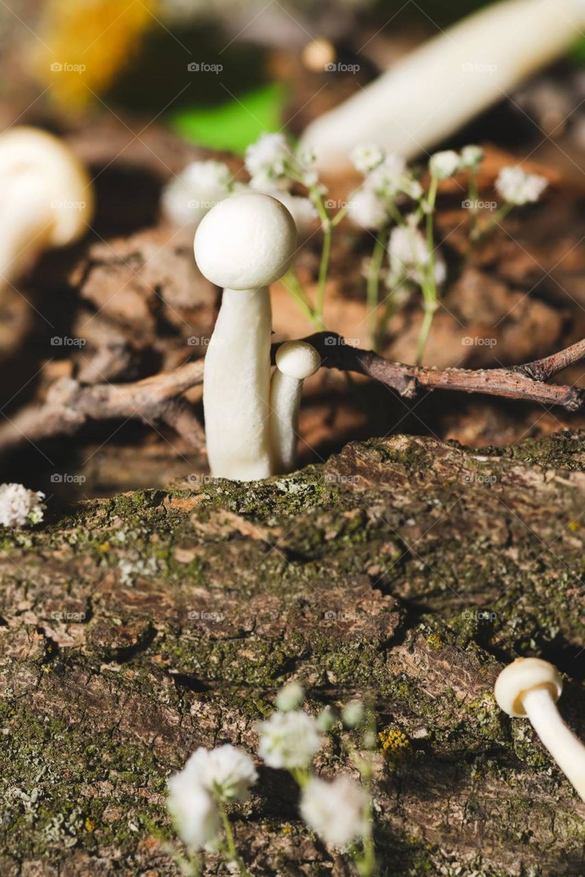 Little mushroom shimeji in forest