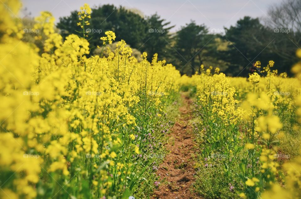 Lost in a field of flowers