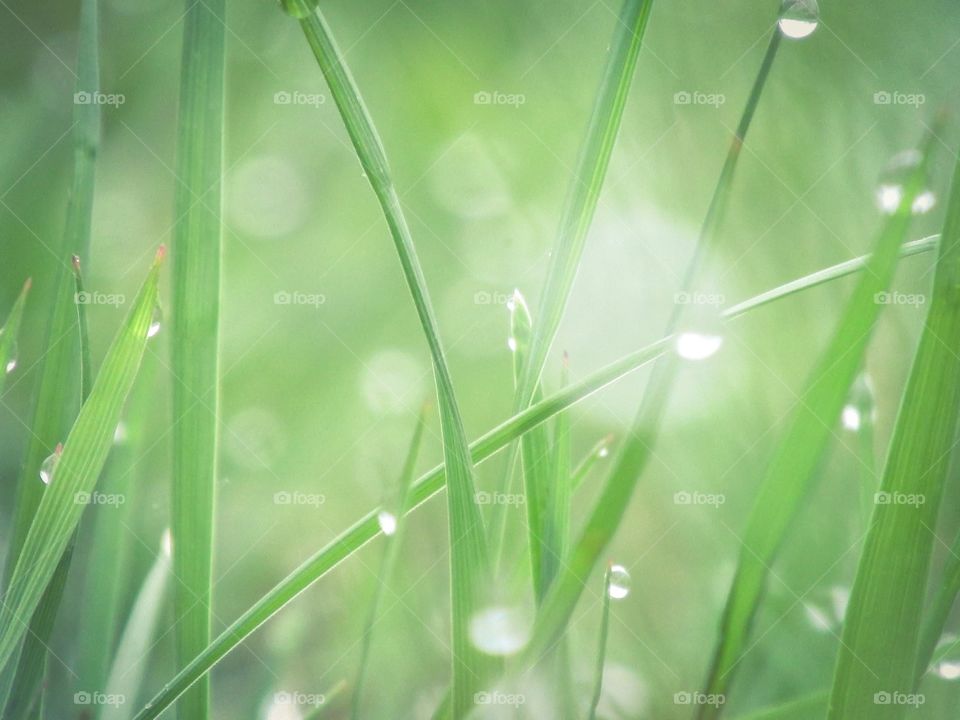 Blades of Grass with Morning Dew