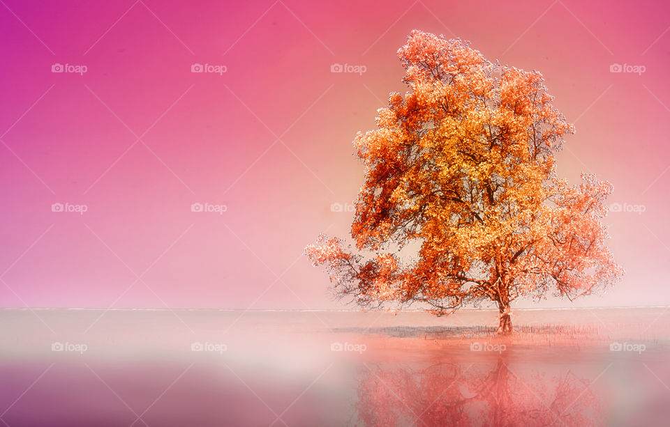 a tree at tanjung beach