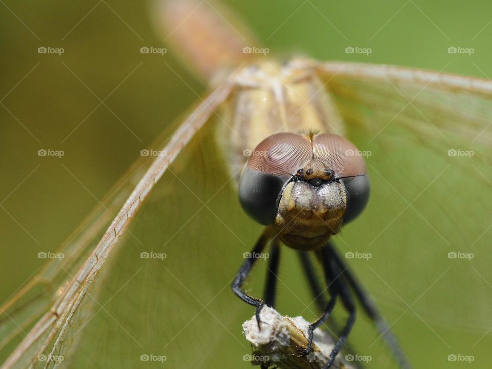 Closeup of dragonfly 