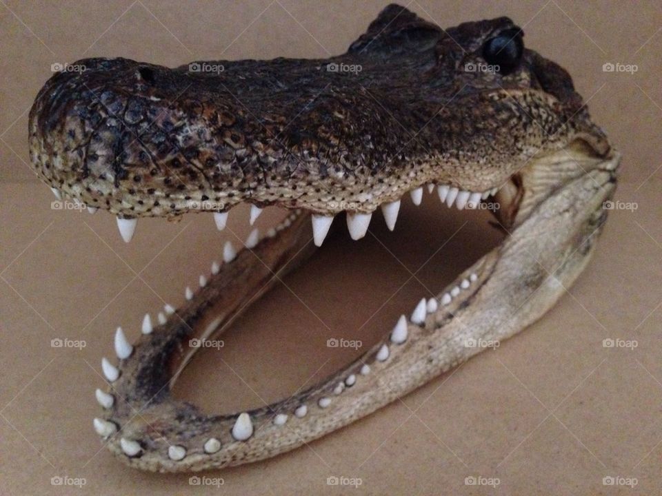 Crocodile head