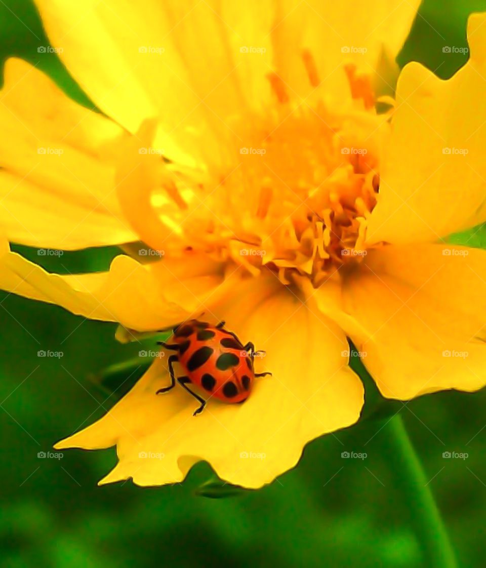 Lady in Yellow