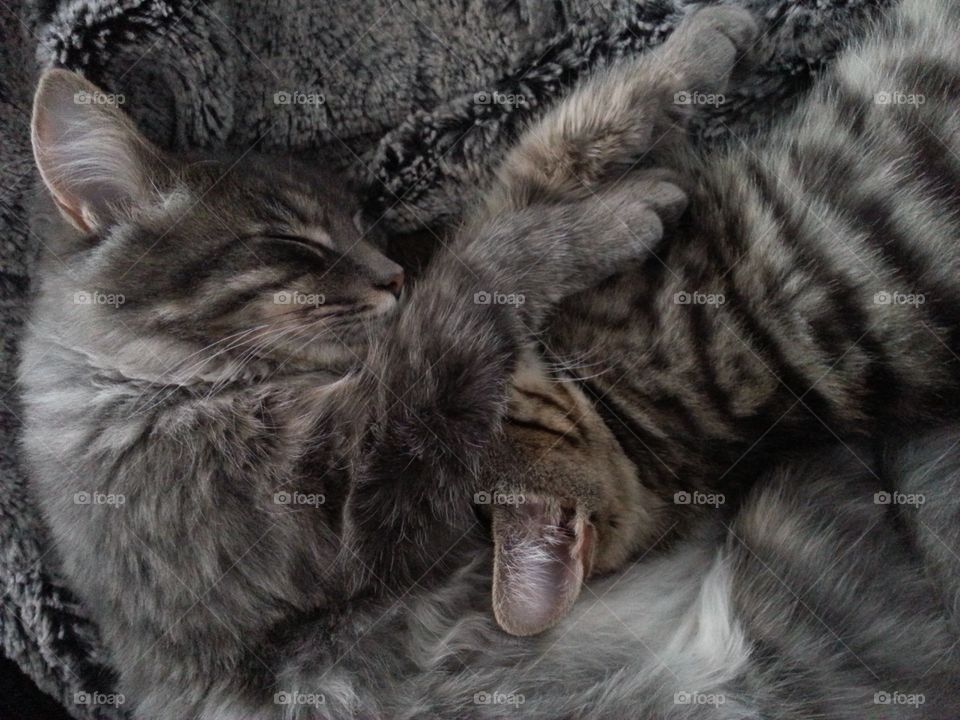 Two of our three cats Leo and Tusse. Both had a rough start living outdoors and not being cared for. We have adopted all cats and they are adorable both to people and to each other. 😻😻😻😻😻