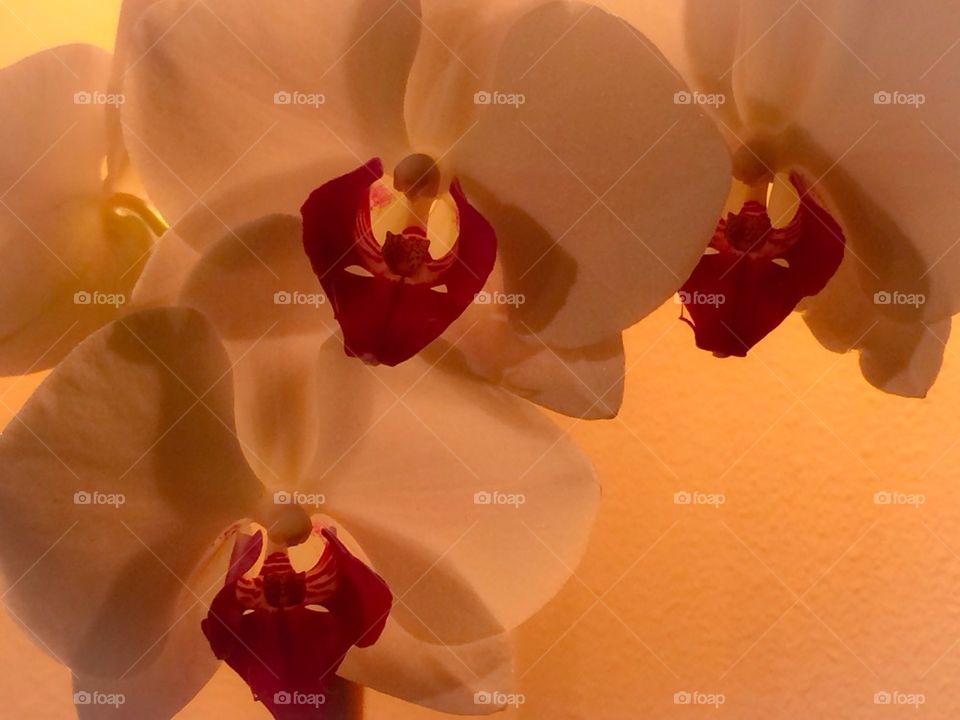 Orchids