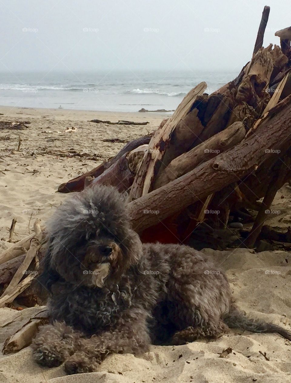 Carpinteria with Izzy 3