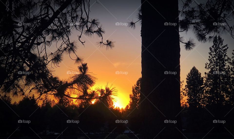 Sunset and a big tree
