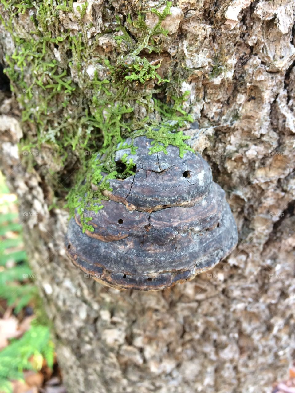 Mushroom on a dying hardwood tree