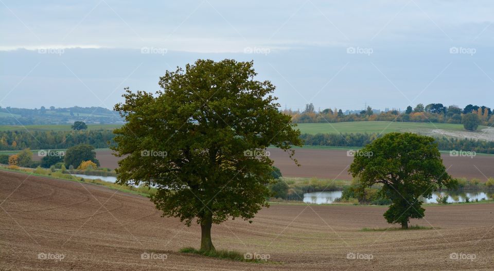 Landscape in U.K